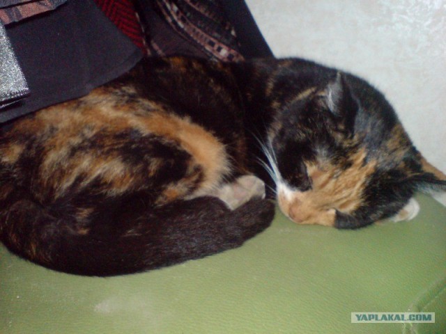 Котовторник на ЯПлакалъ (20.05.08), прикольные коты, добавляем свои!