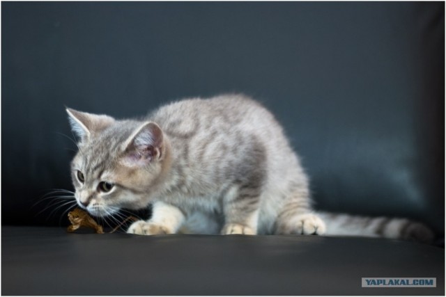 УРРААА ! Котовторник на ЯПлакалъ !