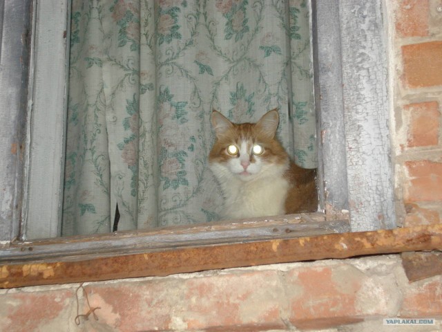 Котовторник на ЯПлакалъ: Кото и кто-то!