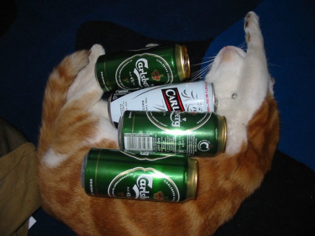 Котопятница: А кто не пьёт? Назови! ))
