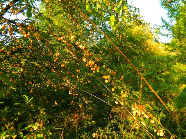 Королева мух