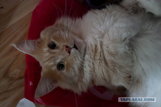 Котовторник 07.08.2018