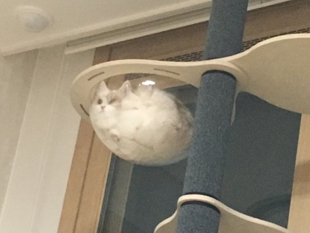 Прикольных котов пост