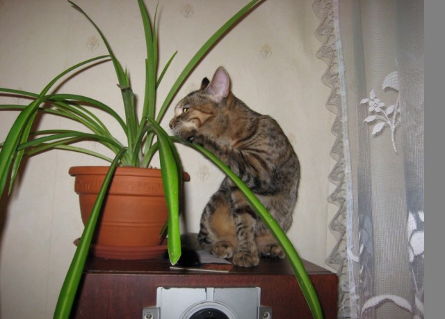 Котовторник 1.02.2011