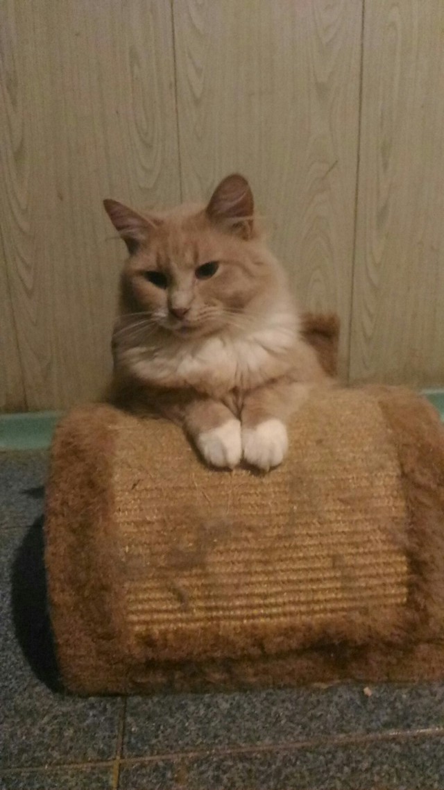 Прикольных котов пост