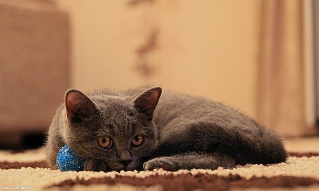 Котовторник объявляется открытым!