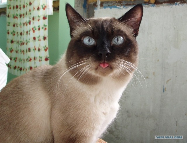 Котовторник с Кузей