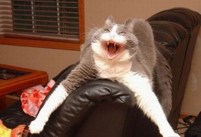 Котовторник!