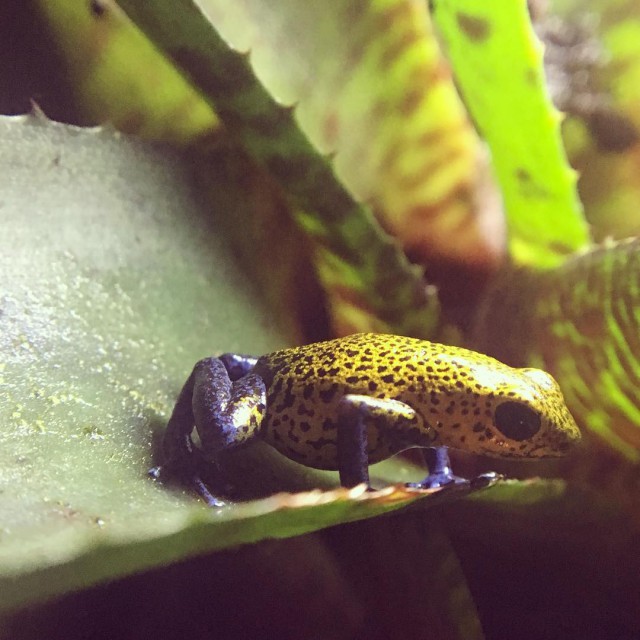 Живность из сети