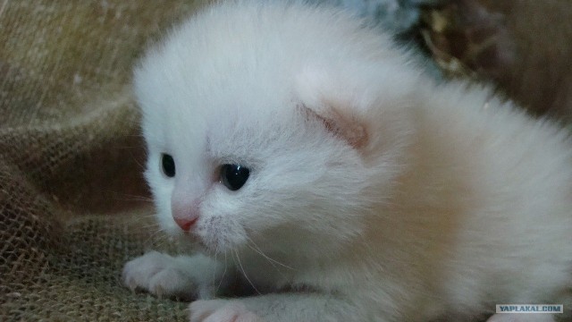 Котовторник 20.12.2011
