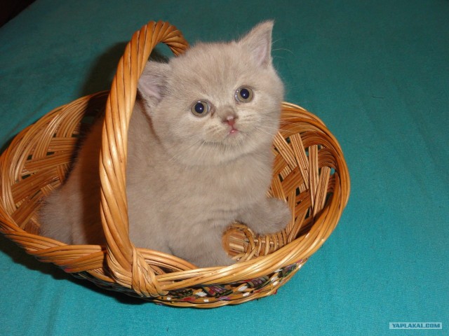 Котовторник 24.04.2012