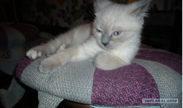 Котовторник 29.05.2012