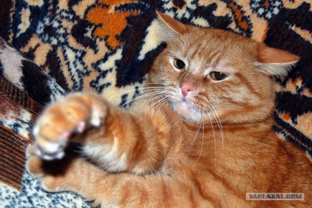 Котовторник  17.07.2012