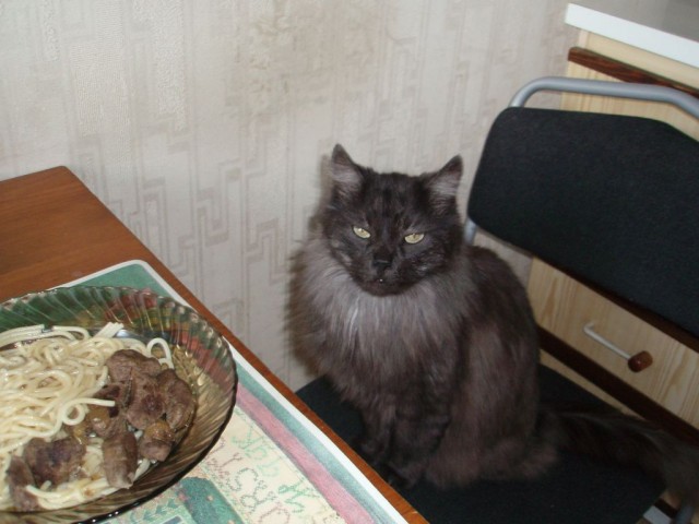 Котовторник 31.07.2012 г.