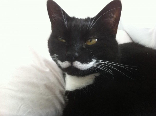 Котовторник  4.09.12