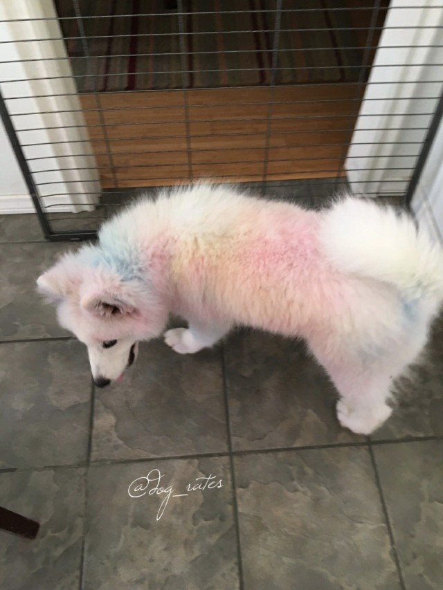 Живность из сети