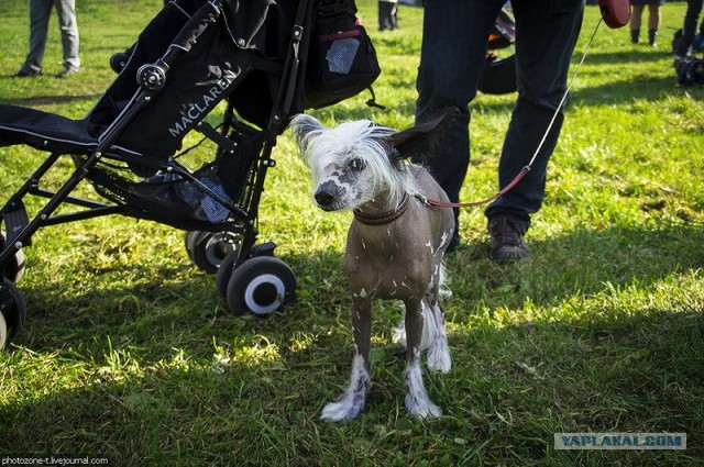 Собака — Улыбака :)