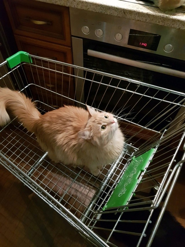Прикольных котов пост