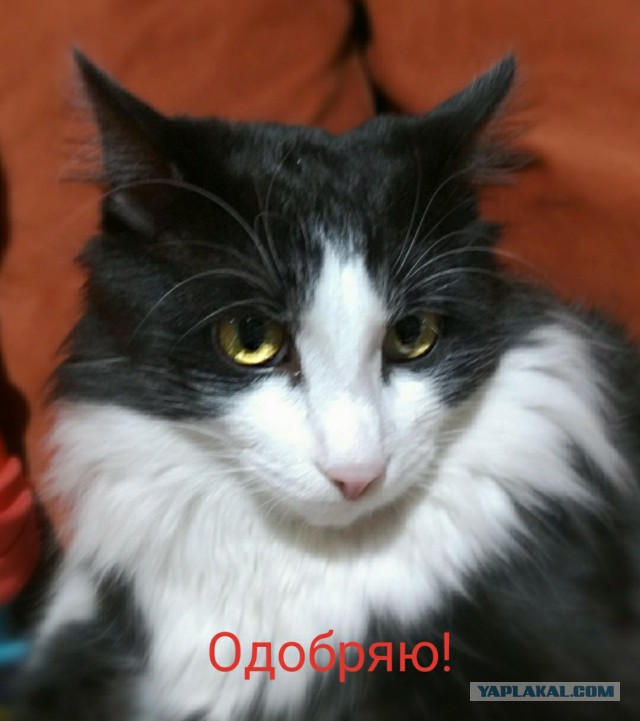 С Днём кошки!