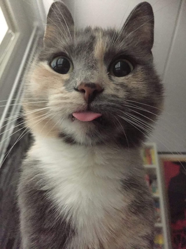 Котовторник!