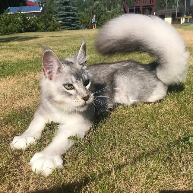 Забавные фото котеек