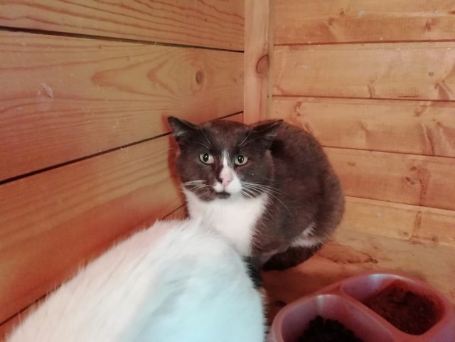 Забавные фото котеек