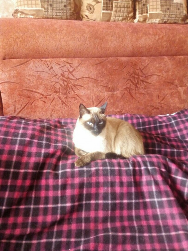 Забавные фото котеек