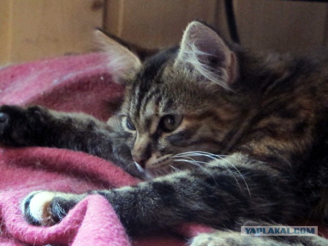 Начнем котоФторник?