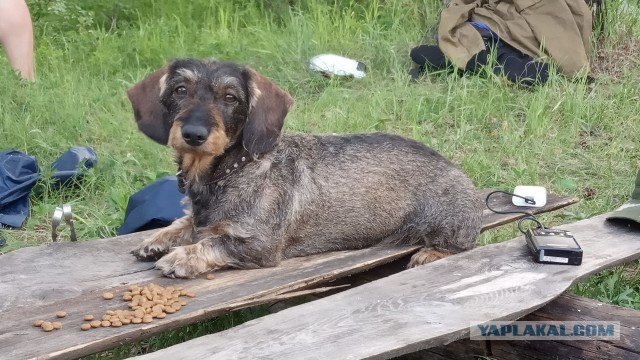 Собакочетверг. Нам сегодня 7 лет!