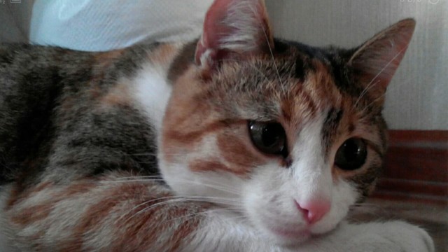 Как я кота к унитазу приучил