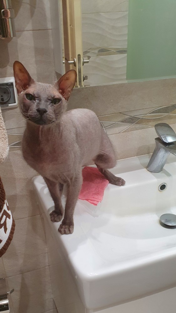 Ну, с котовторником!