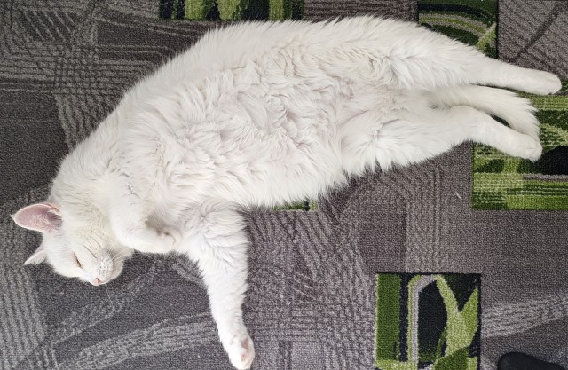 Котовторник
