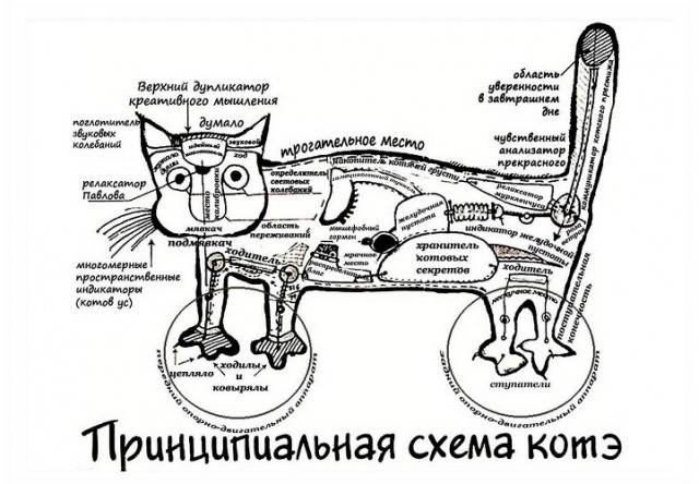 Фелинолог опровергла утверждение из популярного мема о кошках