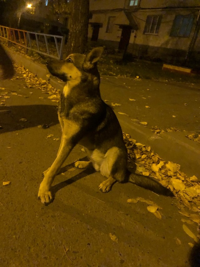 Эти забавные животные