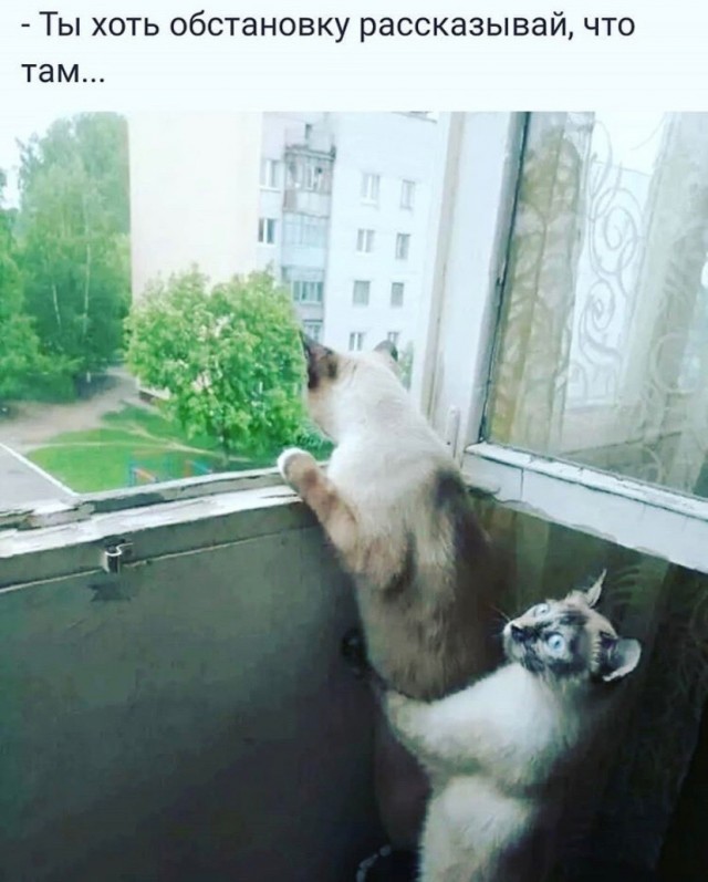 Картинки о животных, прямо и косвенно