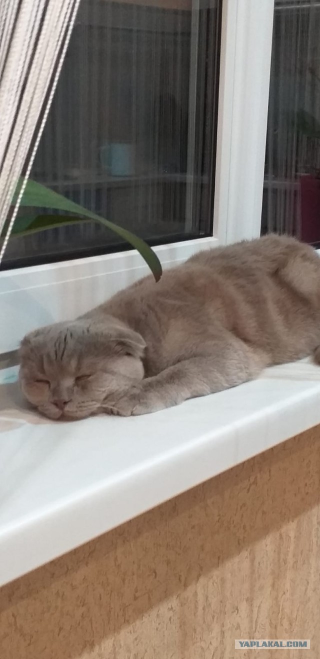 Котовторник 14.09.2021