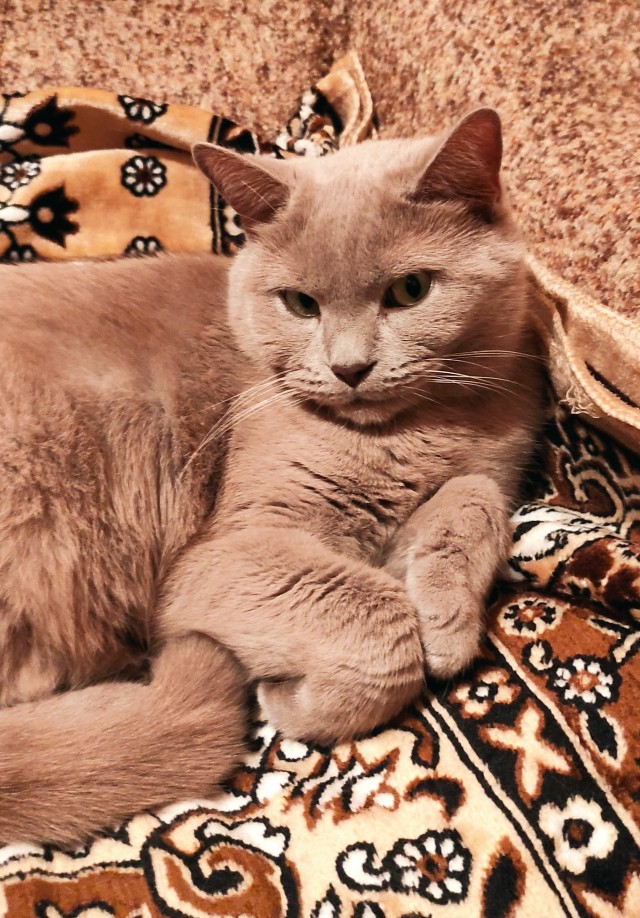 Котовторник же уже наступил?