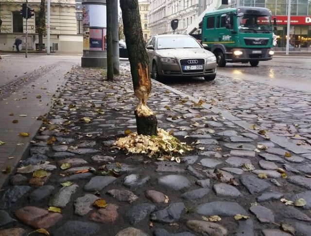Бобры: вид с воздуха