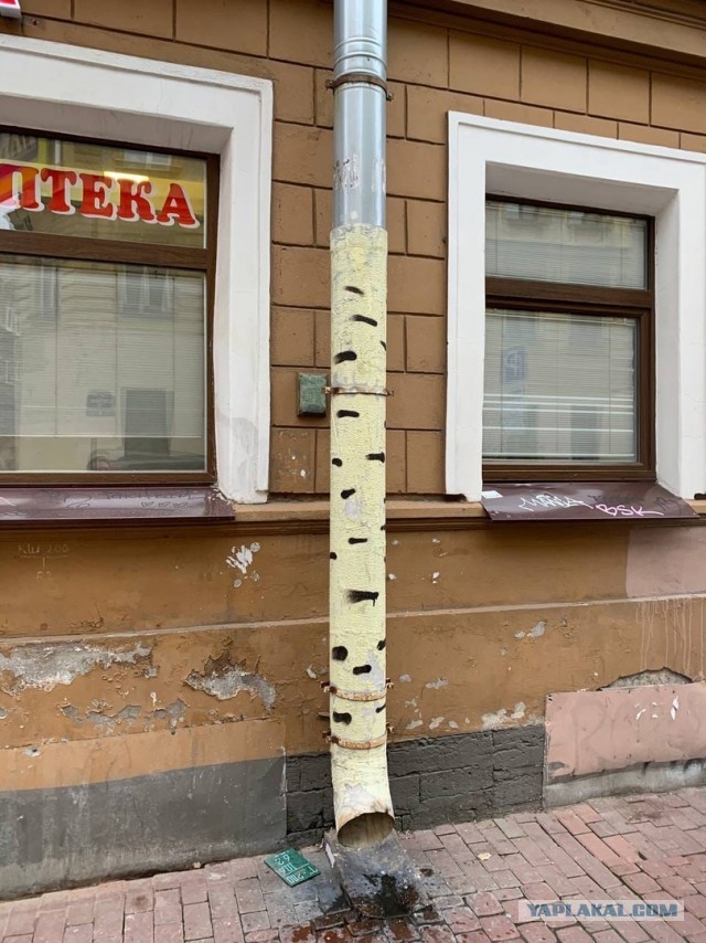 Жизнь домашнего приюта для котеек 367