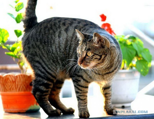 Вы, что спите? Вставайте, котовторник же!