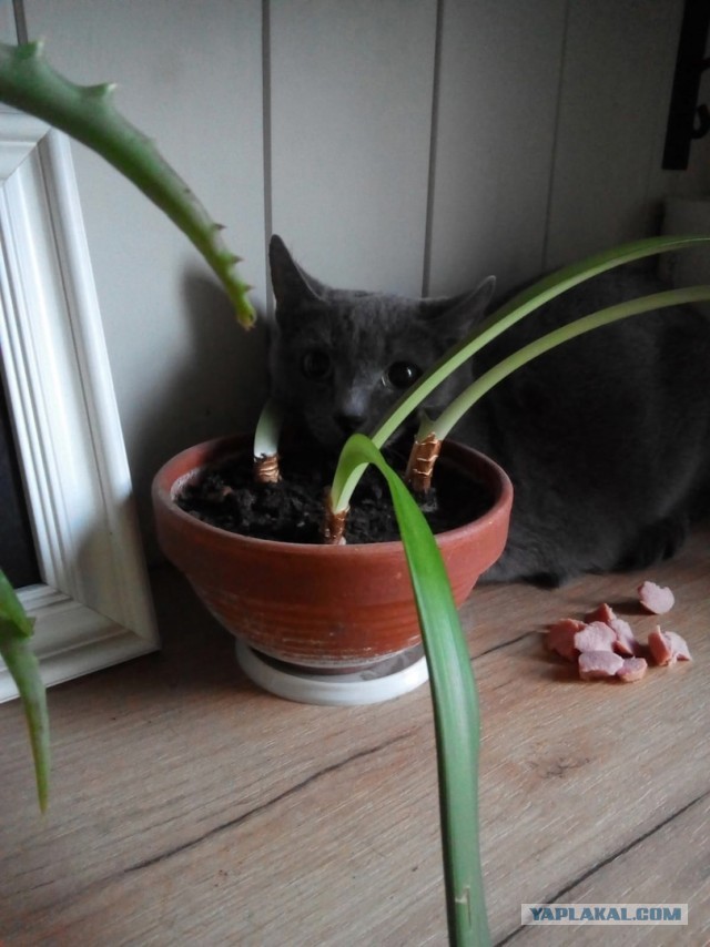 Котовторник 21.12.21