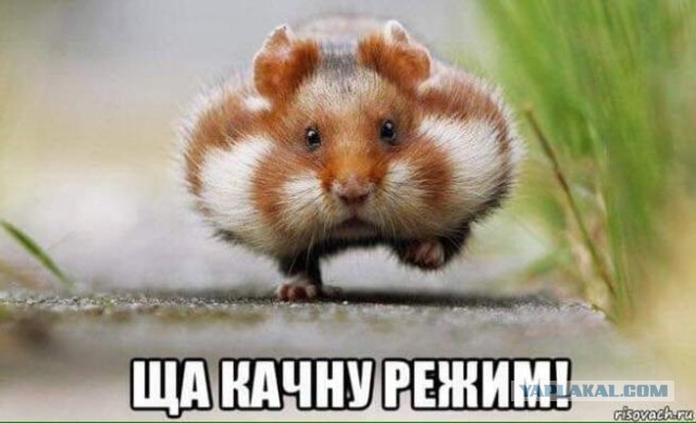 Геймеры объявили войну магазину DNS и перекупам