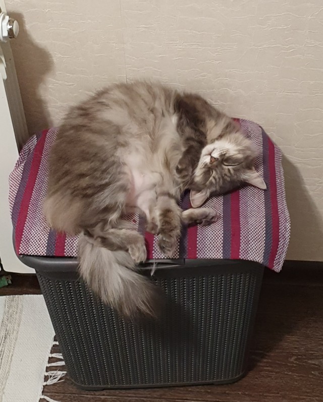Объясняю коту о пользе гречки