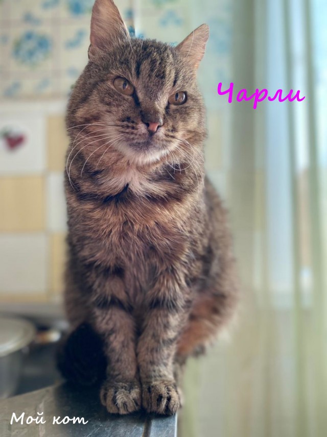 Жизнь домашнего приюта "Котоленд" 330