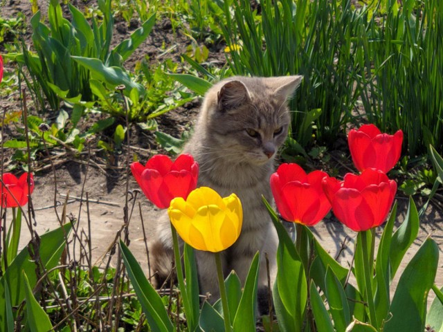 Котовторник! Пара фоток суровых котов.