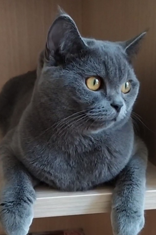 Коты, куда уж без них