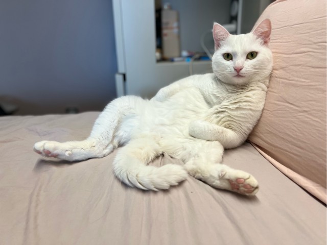 Потерявшийся кот