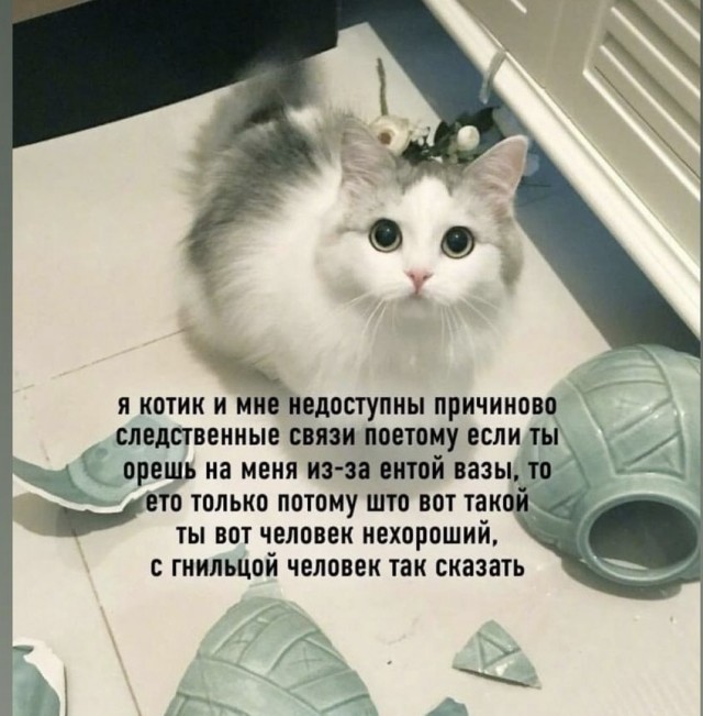 Котоюмор на ЯП. Веселые кото-картинки!