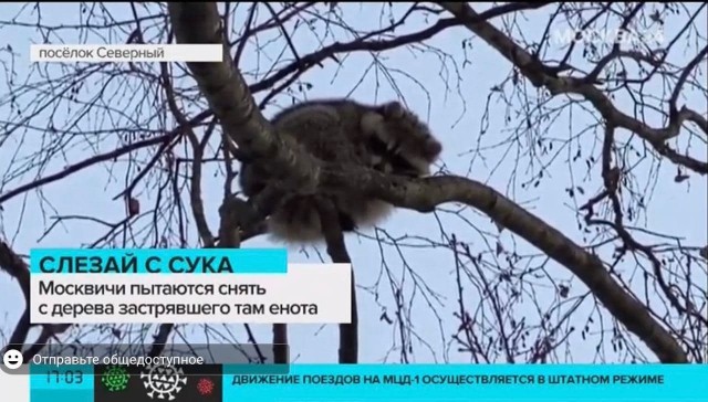 Енота, примерзшего гениталиями к рельсу, спасли от приближающего поезда в США