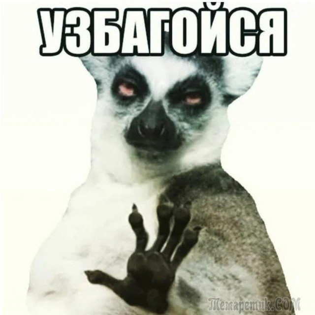 Фото с лемуром